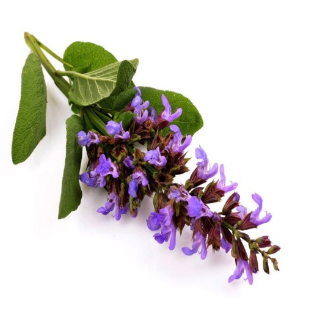 SAGE-HYDROSOL.png